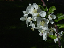 2006